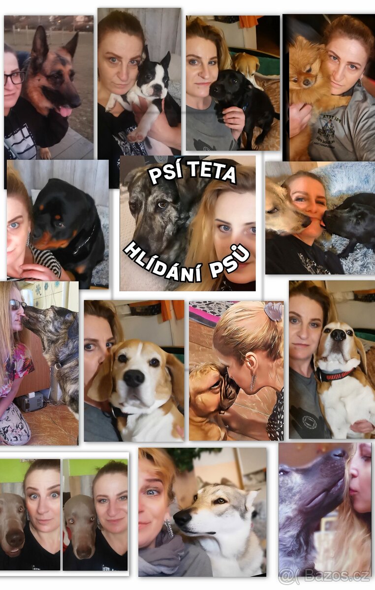 Hlídání psů psí hotel