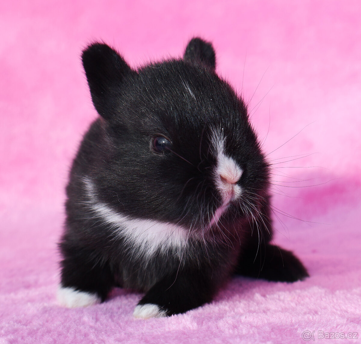 Zakrslý králíček , maličký krátkouchý sameček .