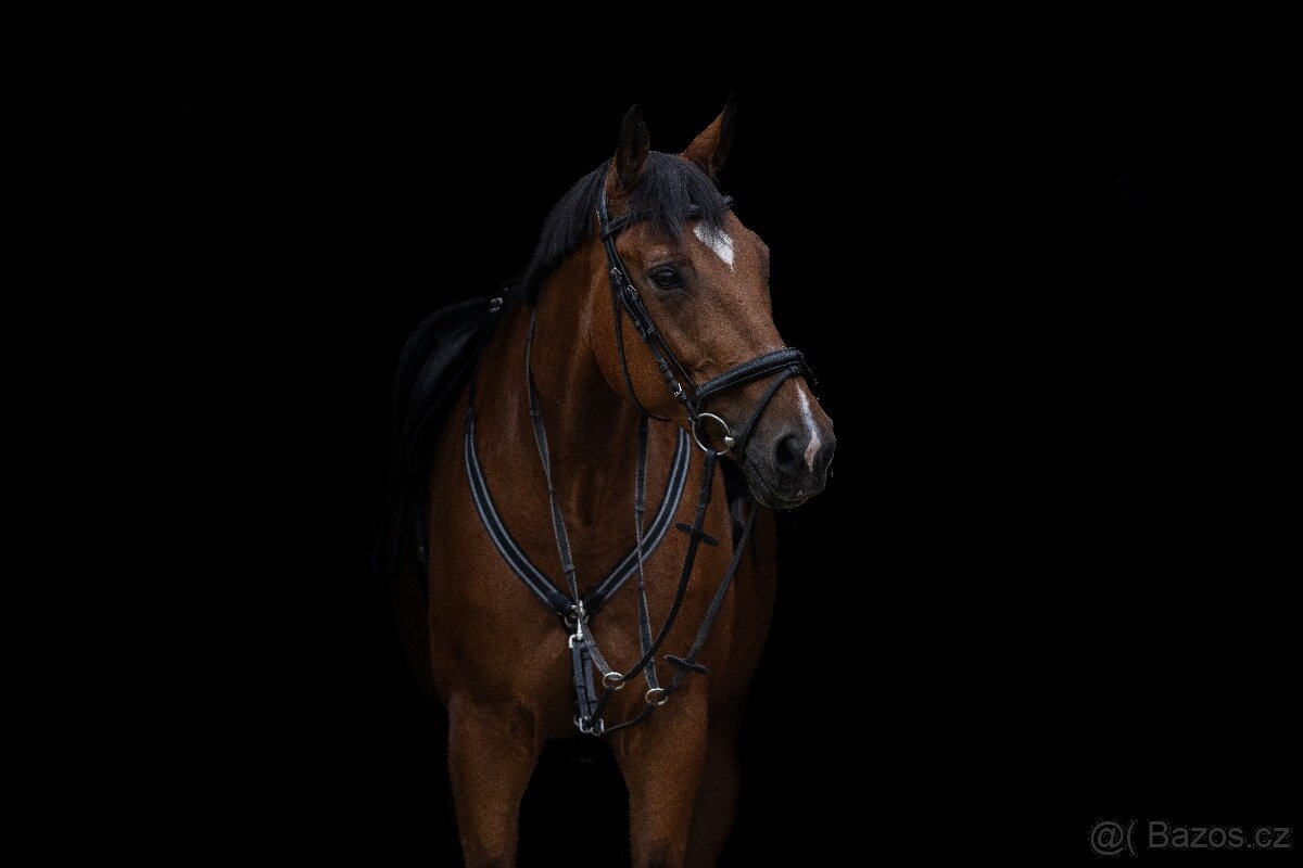 Pomůžeme vám najít vysněného koně