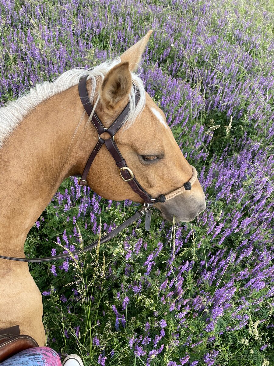 Prodám březí kobylku qh My Chex Roayal Lady
