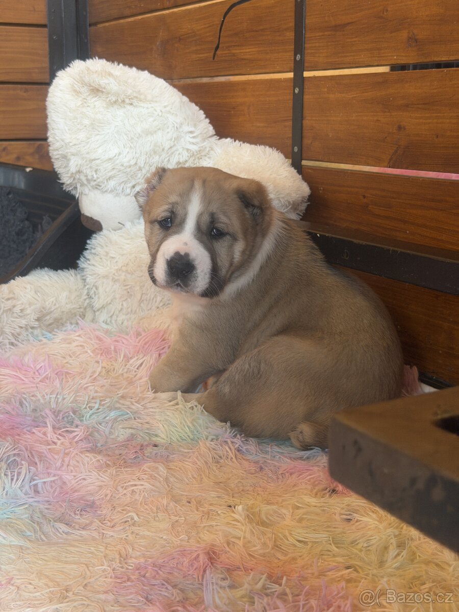 Středoasijský pastevecký pes štěňátka