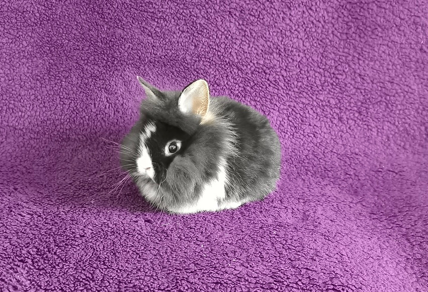 Zakrslý králík lvíček