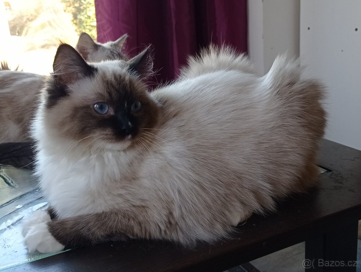 Ragdoll s PP