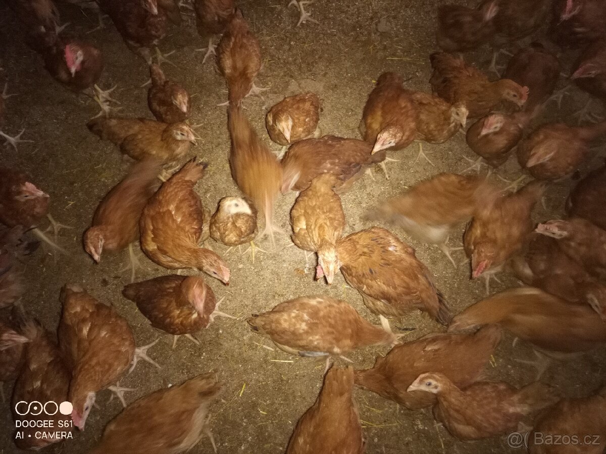 Kalimero