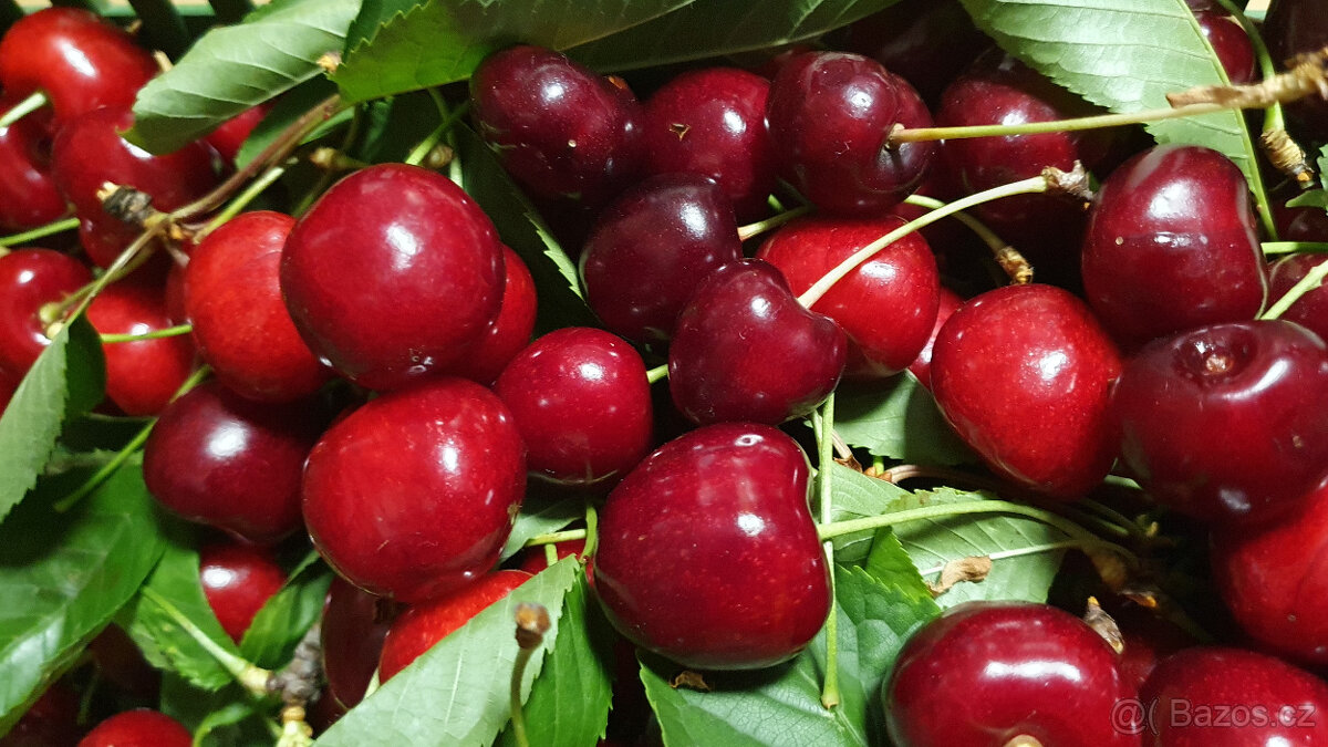 Třešně