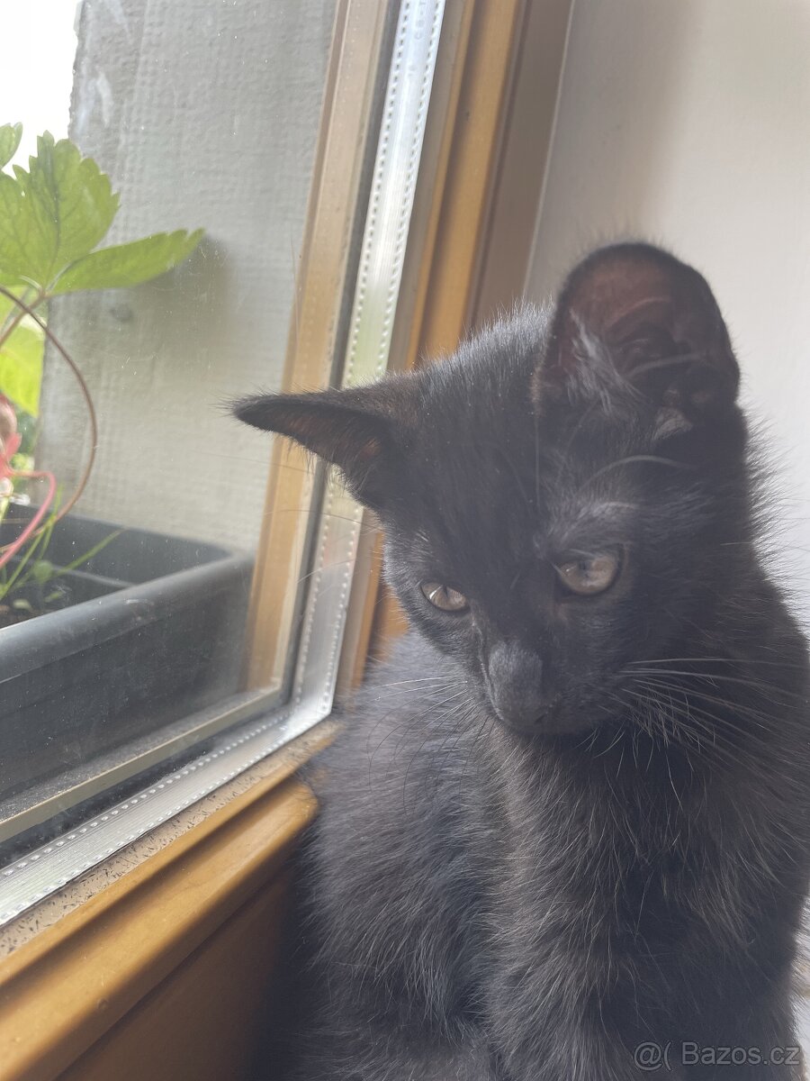 Jsme tři malí kočičí kluci, experti na mazlení 🐾🐈⬛