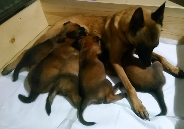 Belgický ovčák malinois odběr od 20.10-30.10.2025