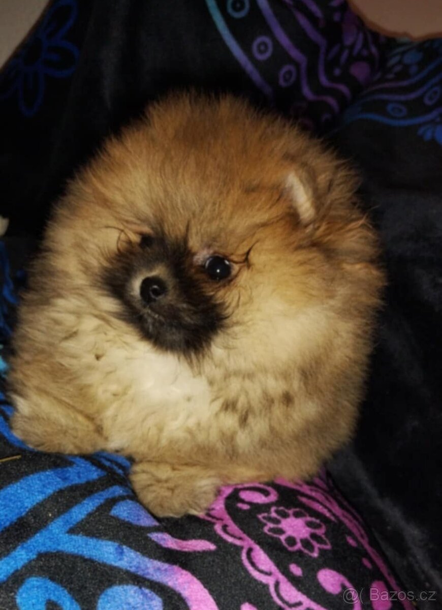 Pomeranian TOP fenečka a pejsek