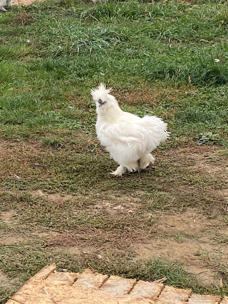 Kohout hedvábničky bílé