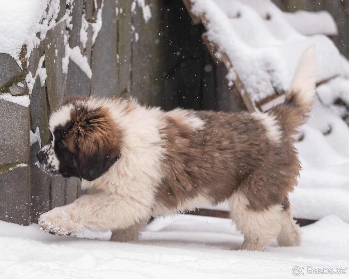 Moskevský strážní pes s PP FCI.