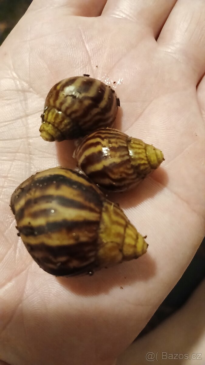 Africký šnek -  Oblovka