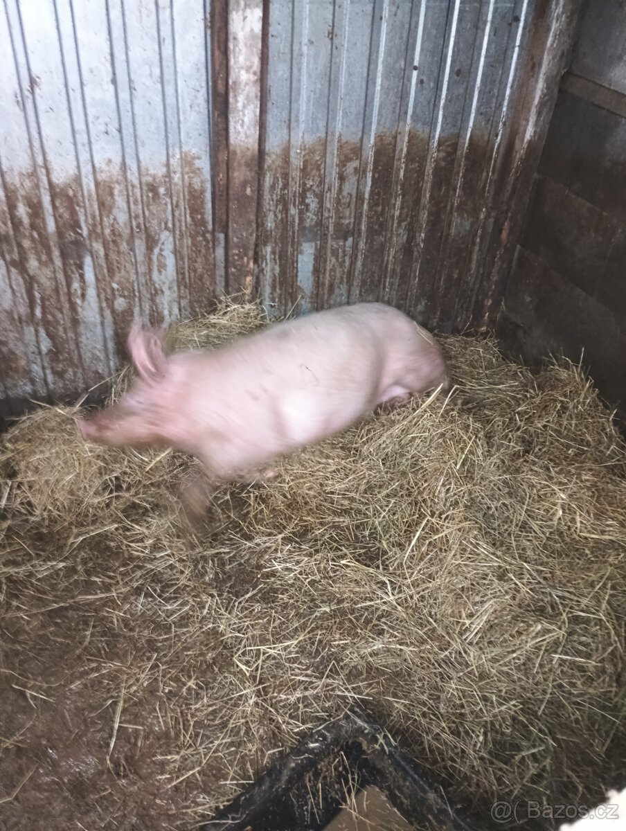 Prodám prase