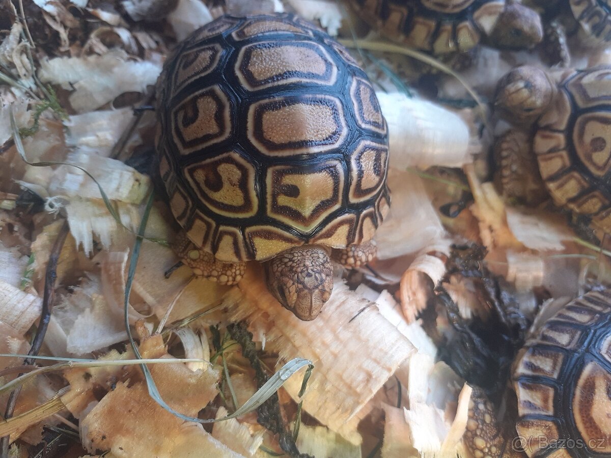 Želva pardali mláďata
