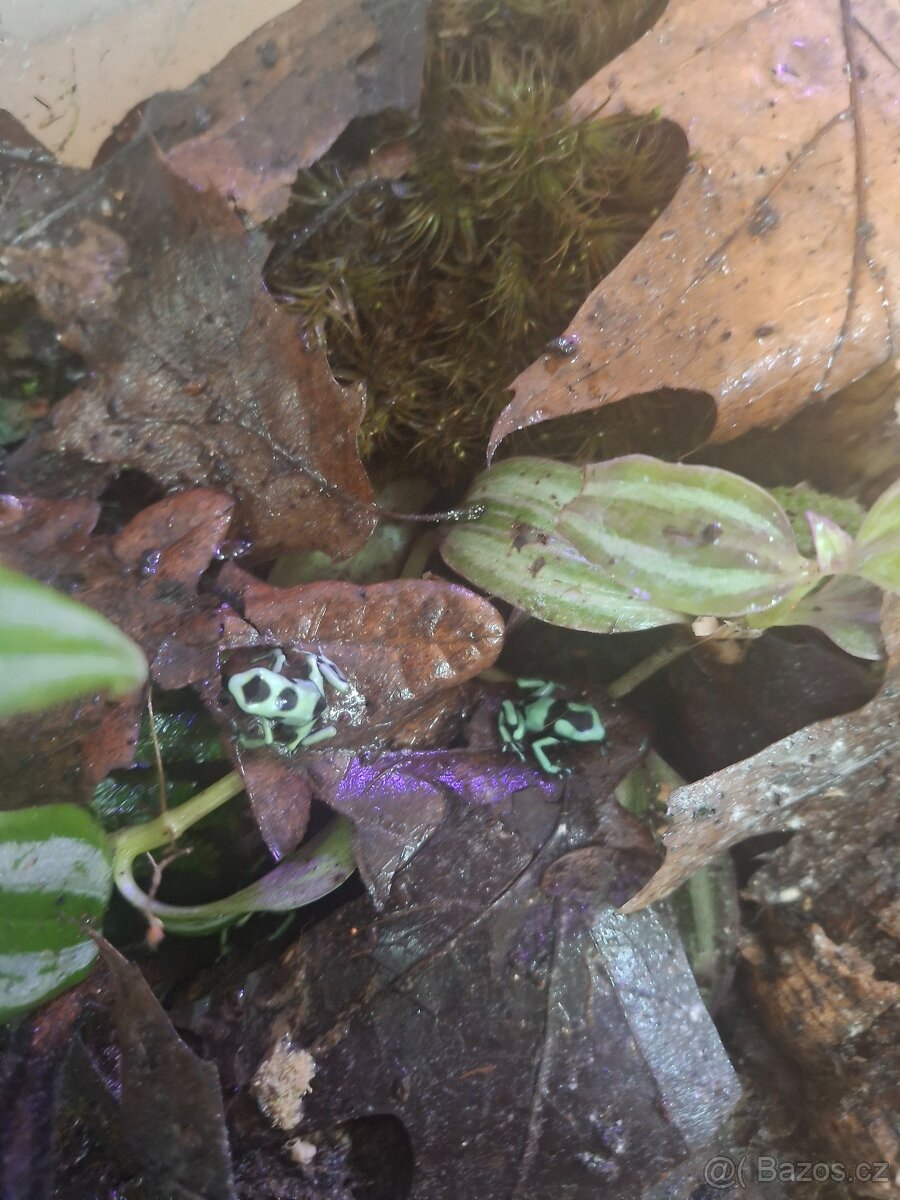 Dendrobates auratus