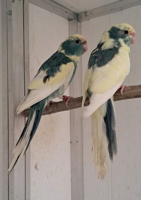 Kakariki č.č
