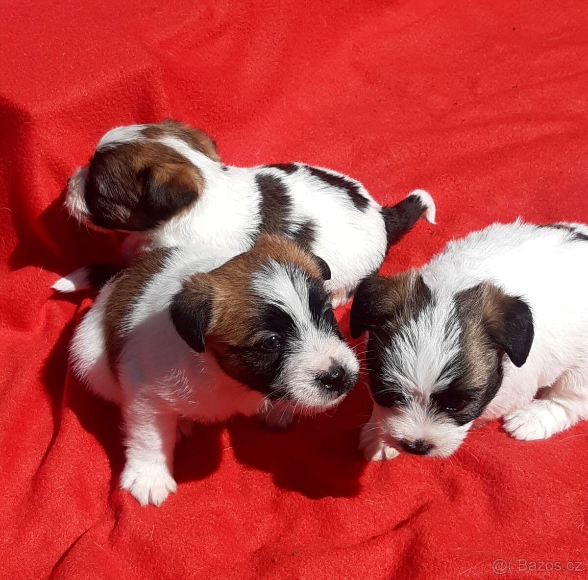 Jack russel terier