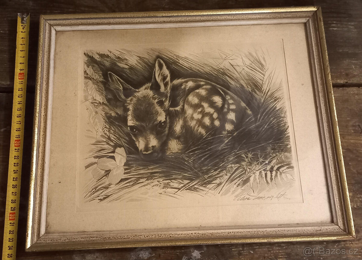 LEŽÍCÍ KOLOUCH - VAIC ALEŠA