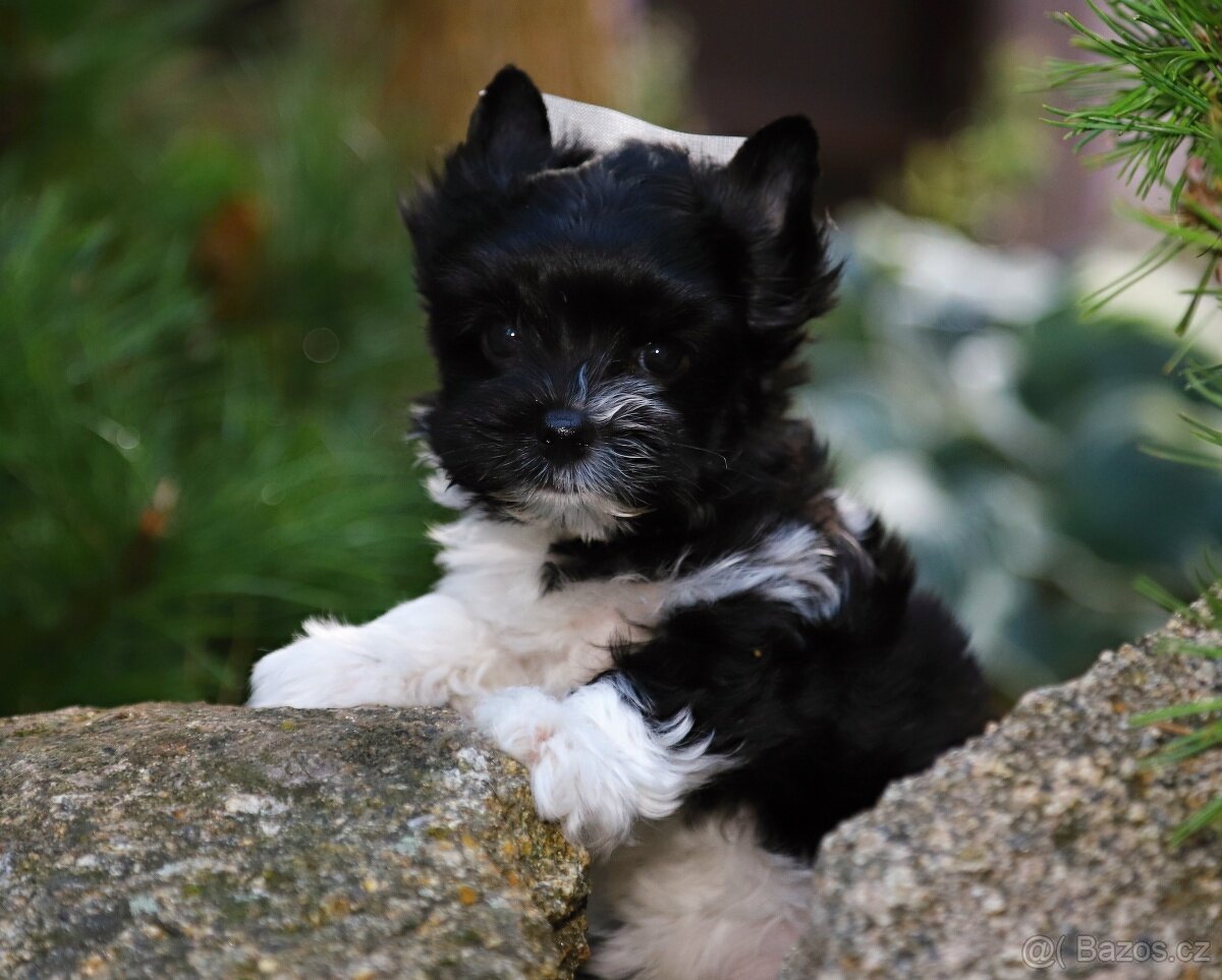 barevný jorkšírský teriér s pp