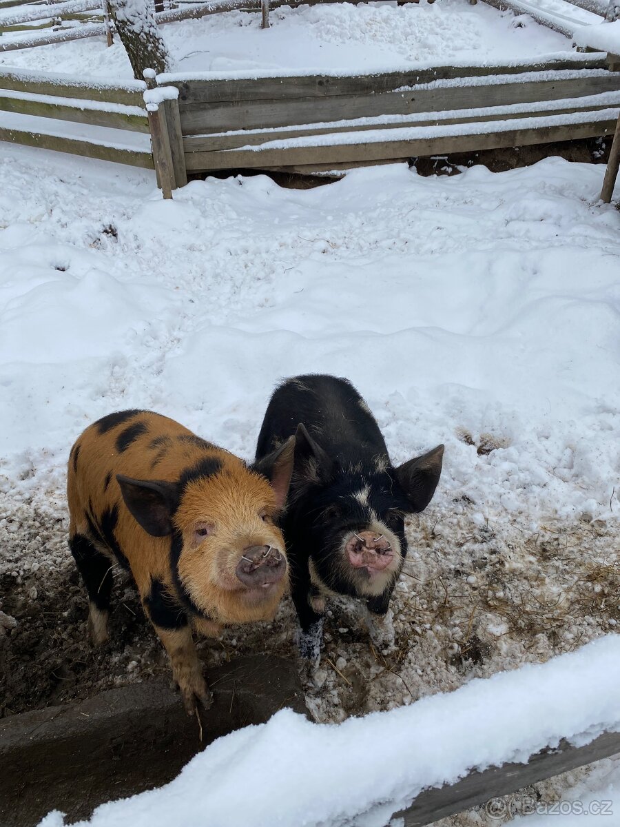 5ti měsíční selata kune - kune