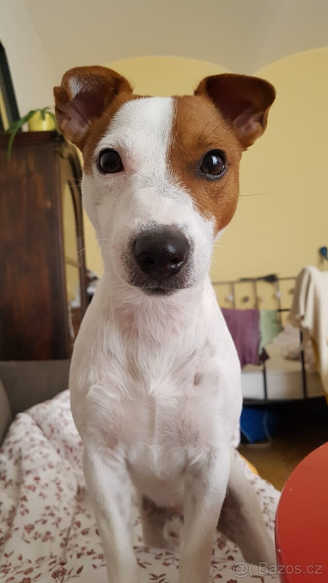 Jack Russel Teriér (JRT) Krytí