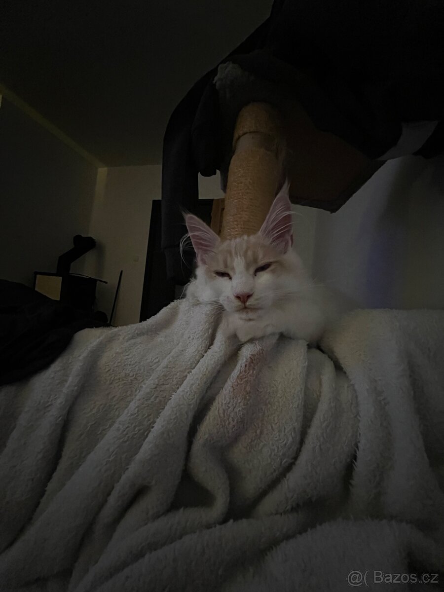 Mainský mývalí kocour