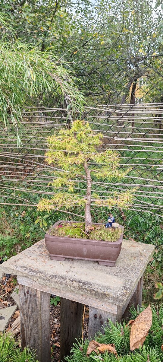 bonsai, bonsaj Modřín