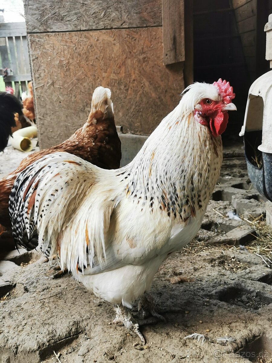 Kohouti