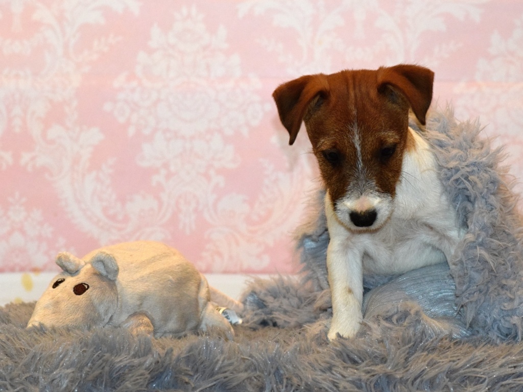 Jack Russel teriér s PP - URUS