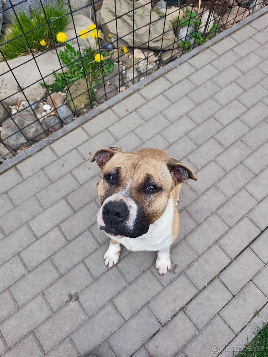 Americky stafordšírsky teriér s PP