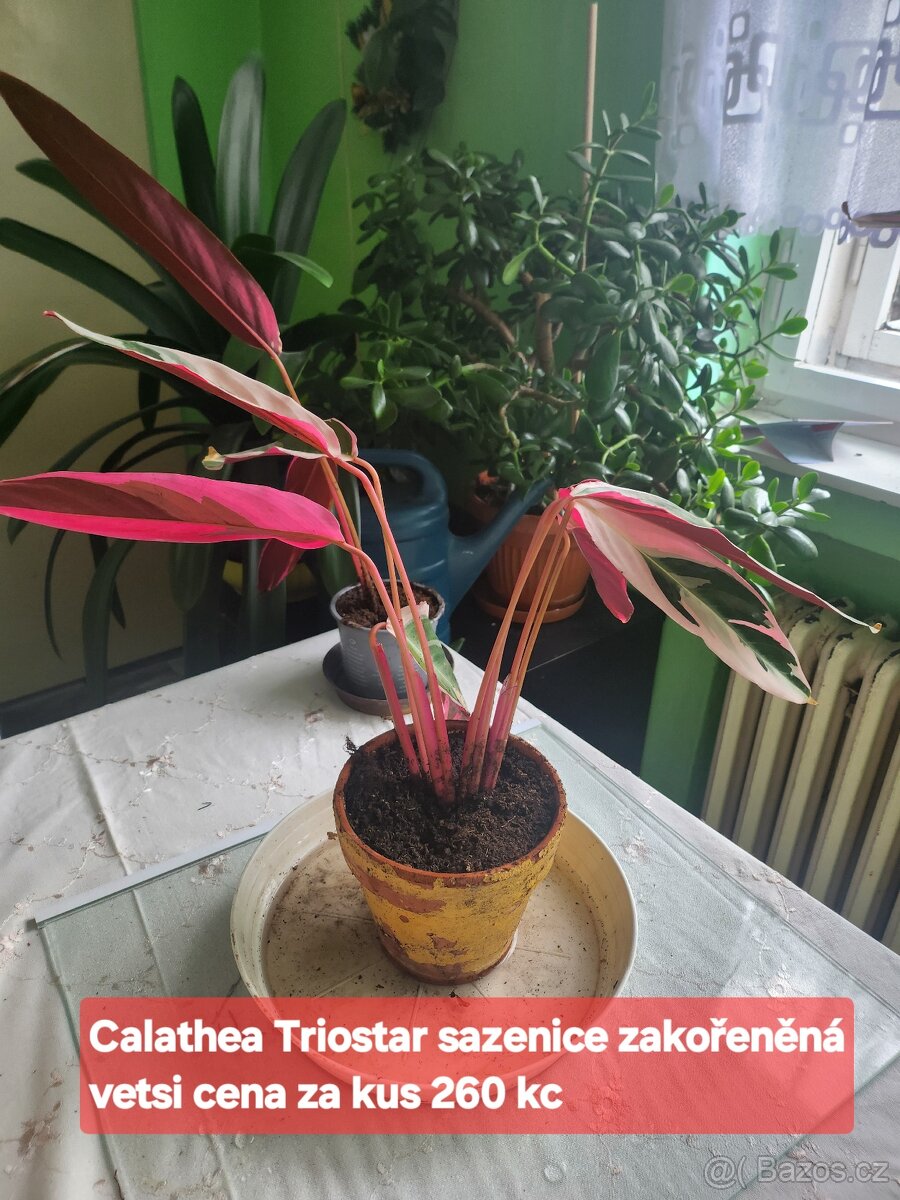 Calathea Triostar
