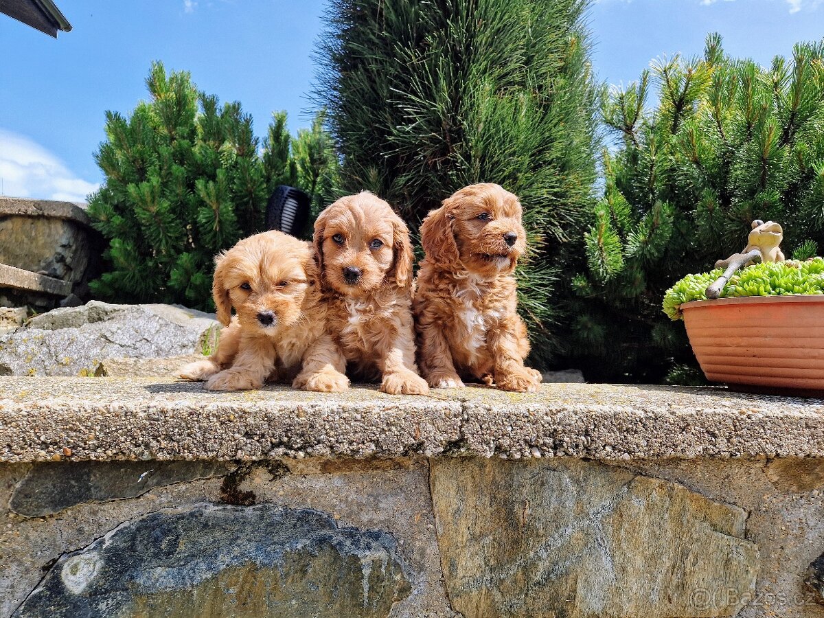 cavapoo