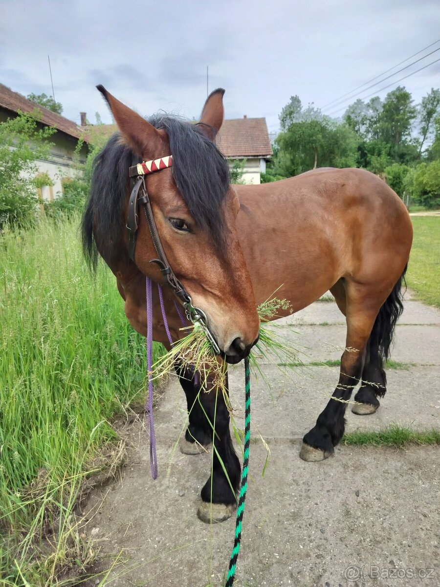 Poloviční pronájem koně