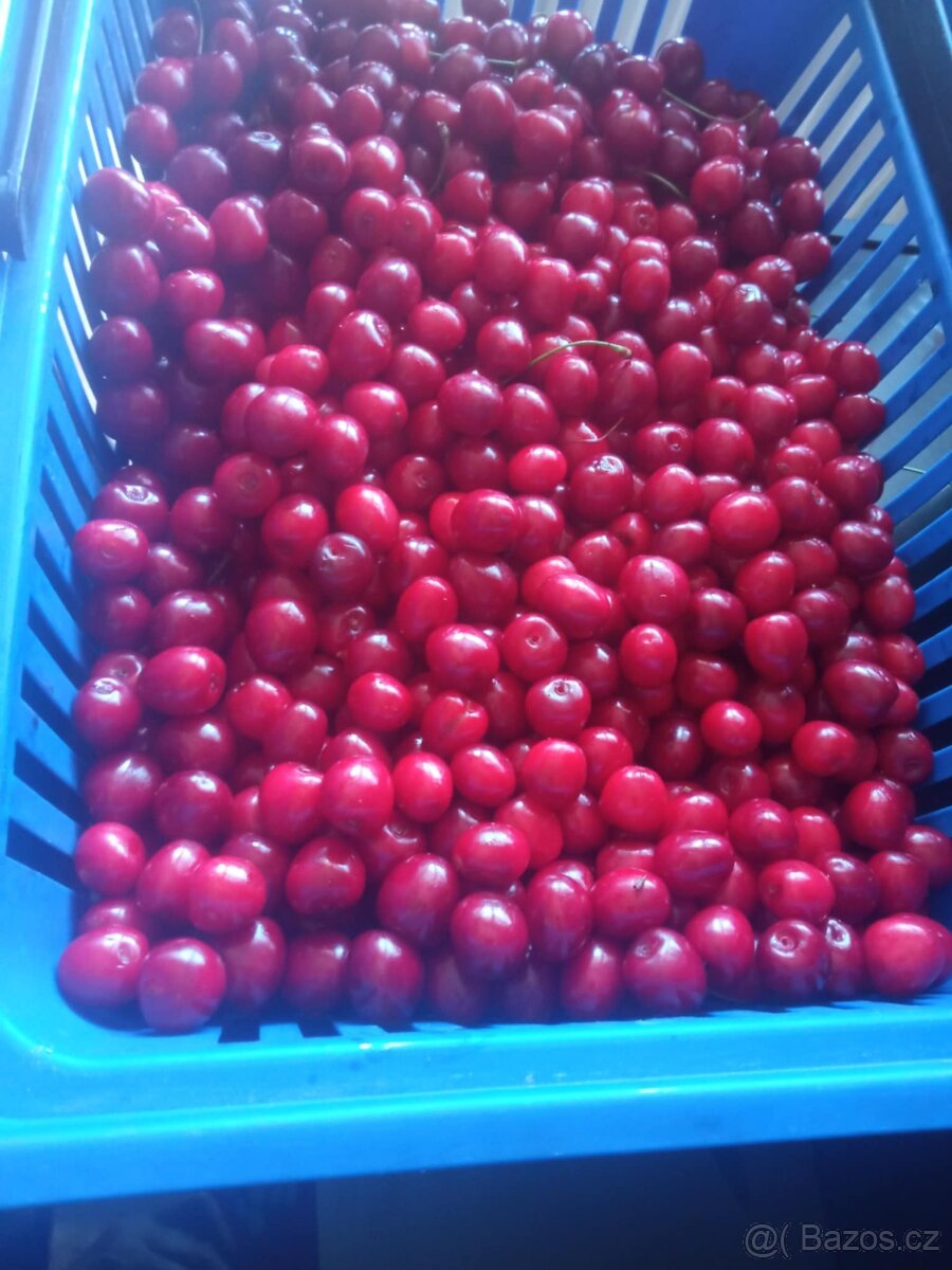 Třešně ze zahrady