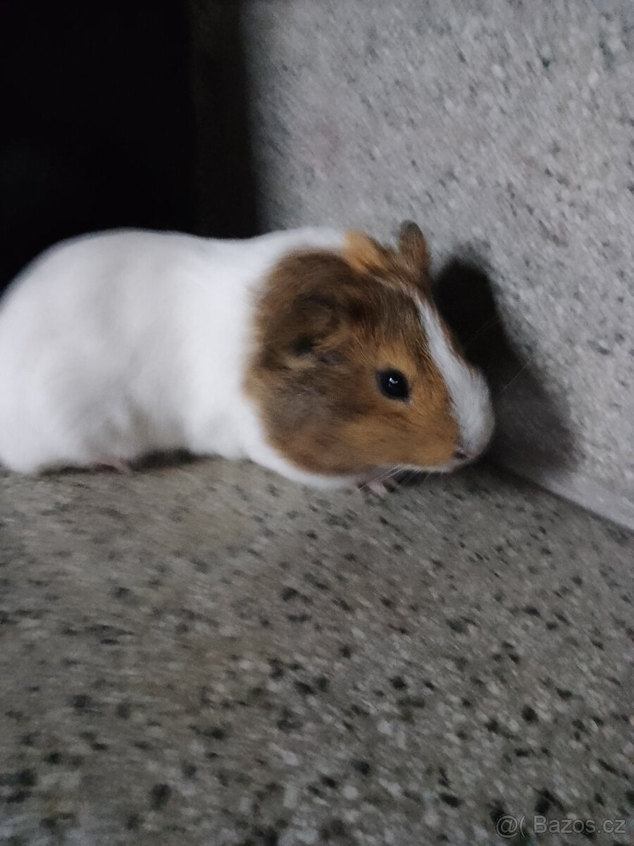 Prodám samičku morčete.