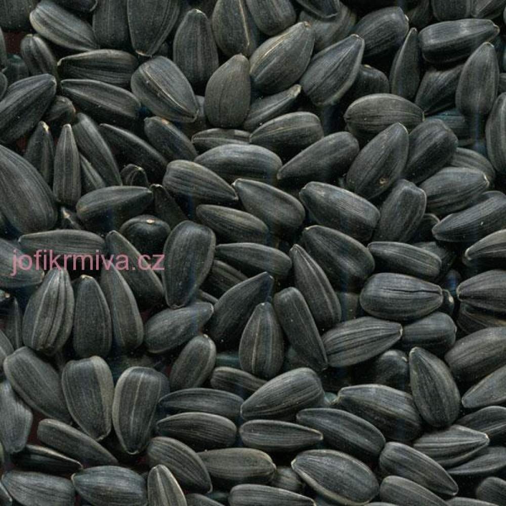Slunečnice černá