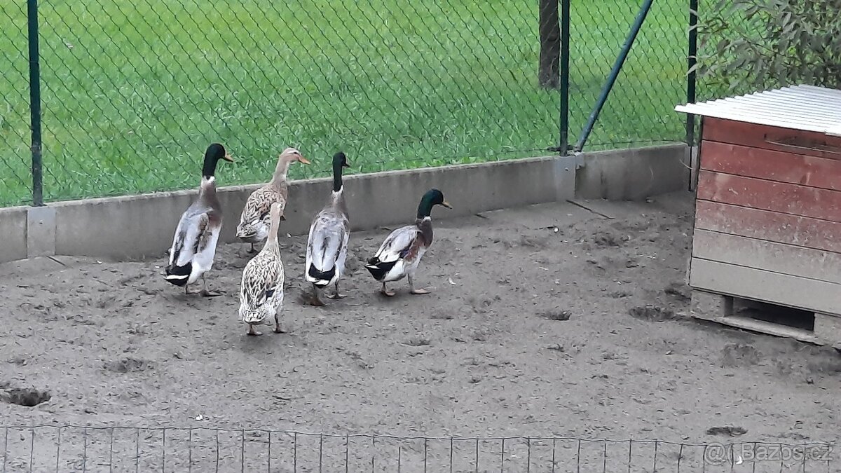 Indický běžec kachny - Sušice.  Okres Klatovy 🦆🦆🦆🦆🦆🦆