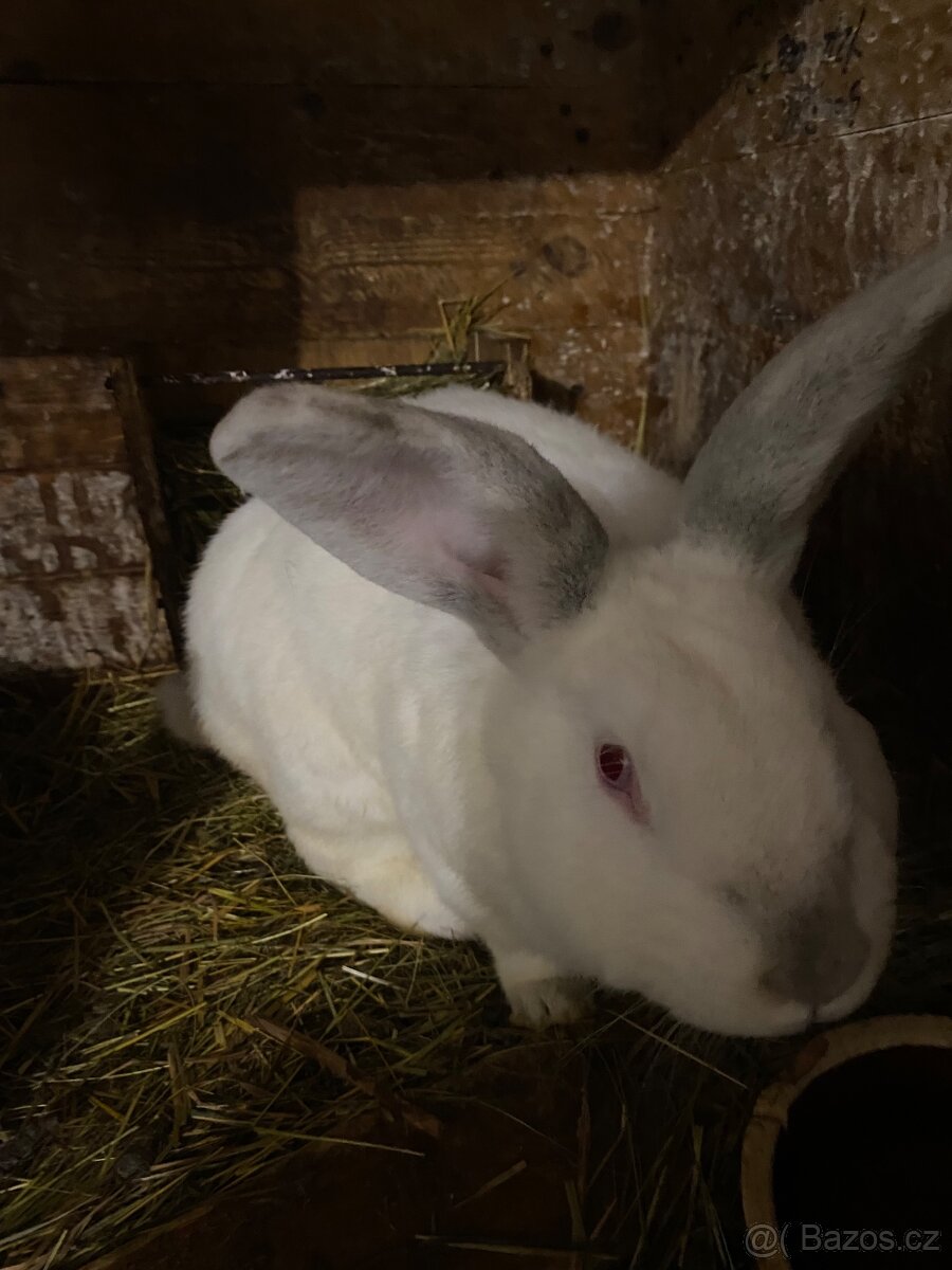 Kalifornský králík