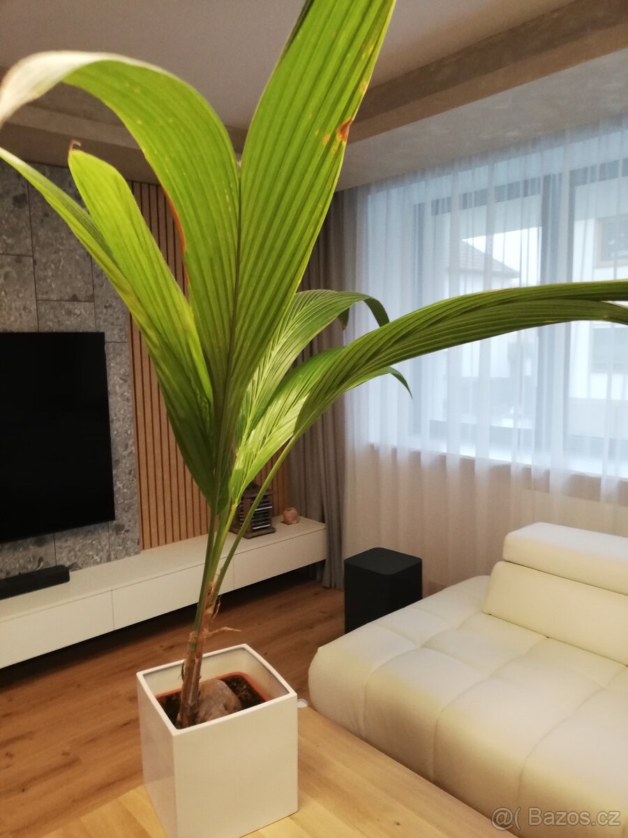 Kokosová palma - Cocos nucifera - s kokosovým ořechem