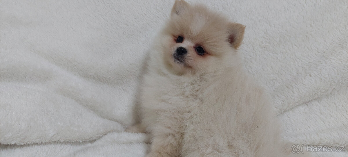 Německý špic Pomerian