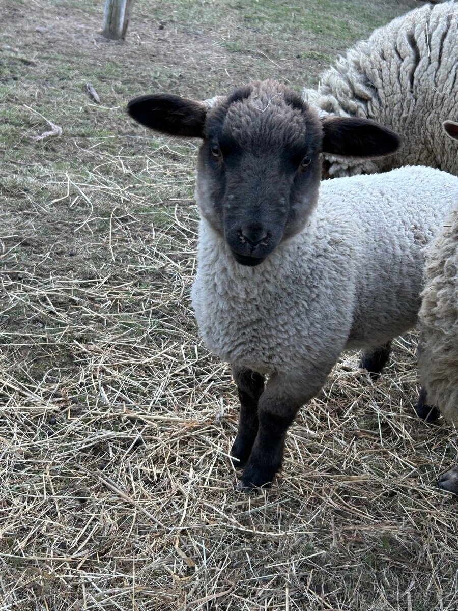 Letošní jehňata