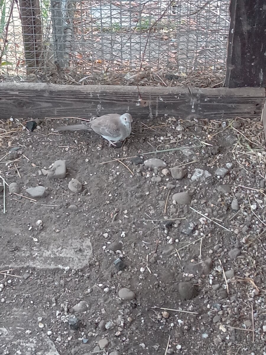 Holoubek diamantový