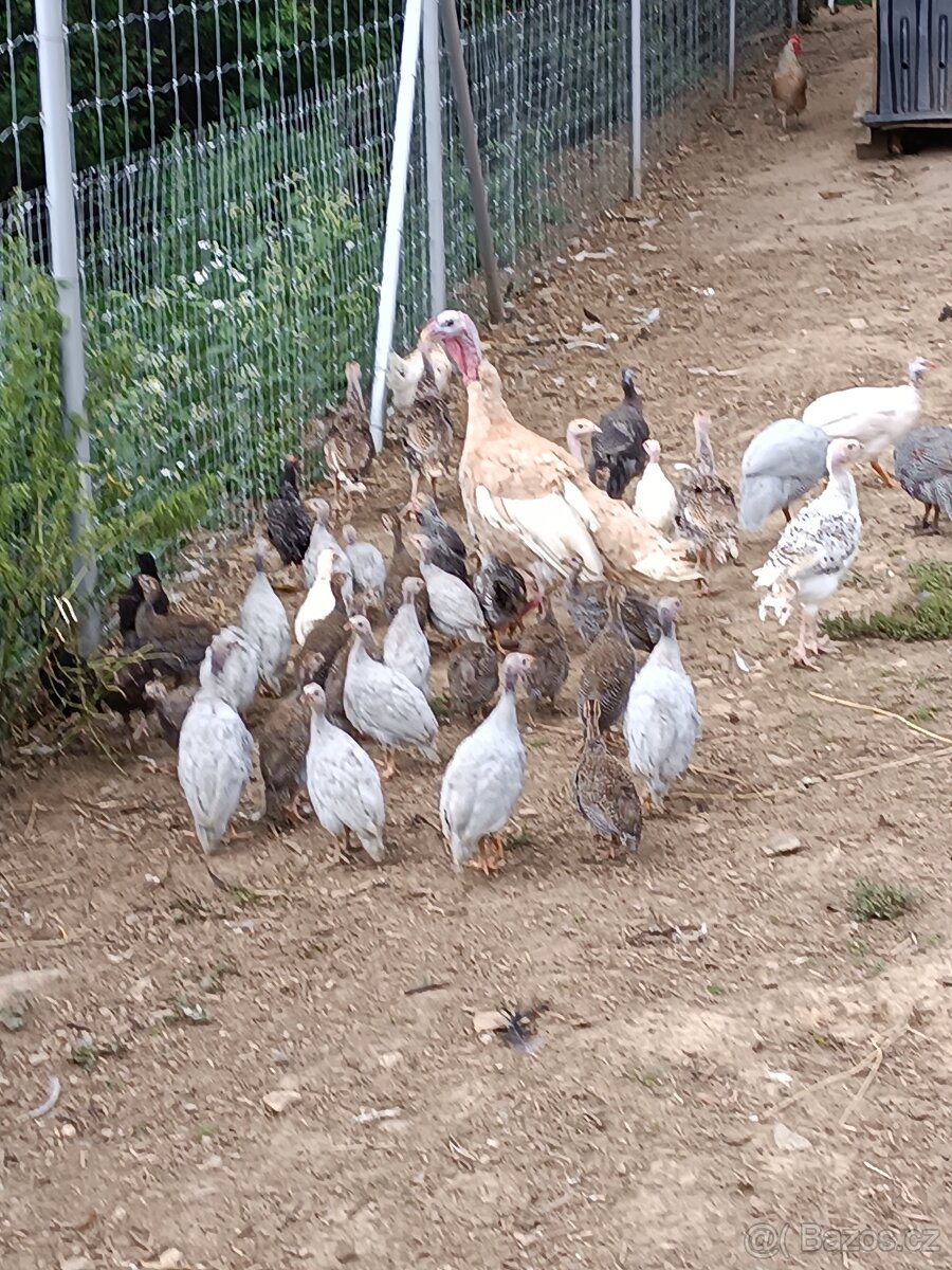 Perličata