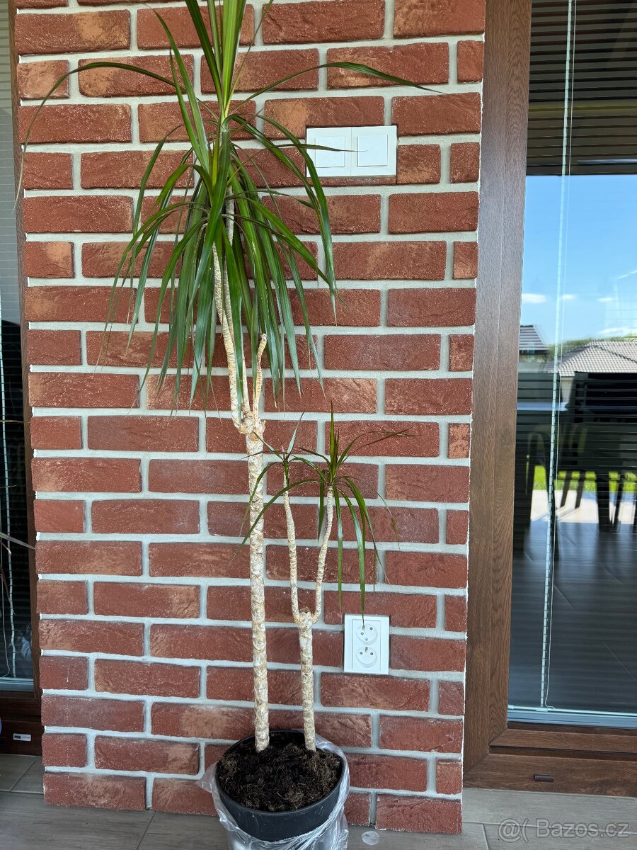 Dracena (pokojová rostlina)
