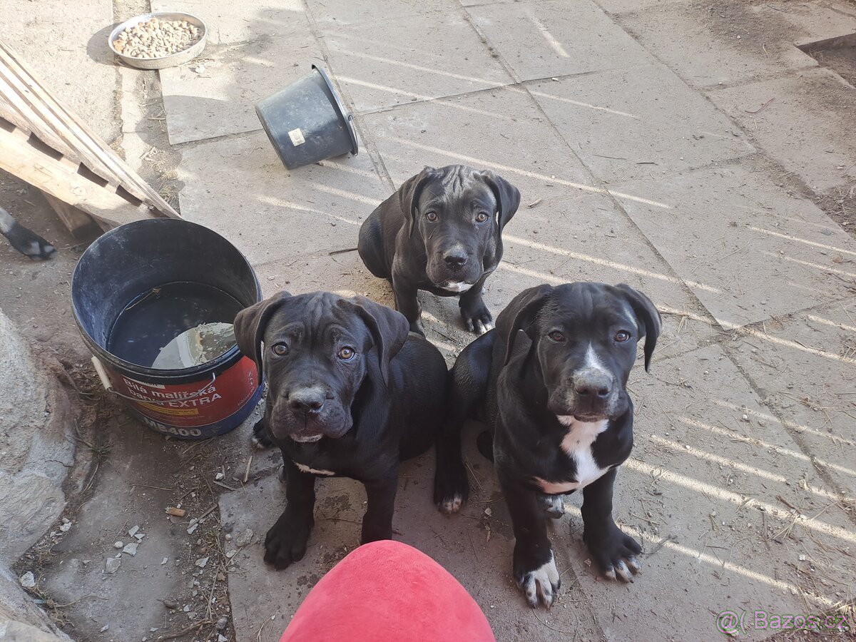 Štěňata cane corso