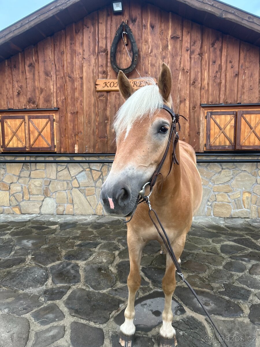 kobylka plemena Hafling