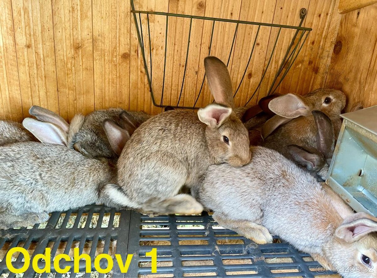 Králíci do chovu
