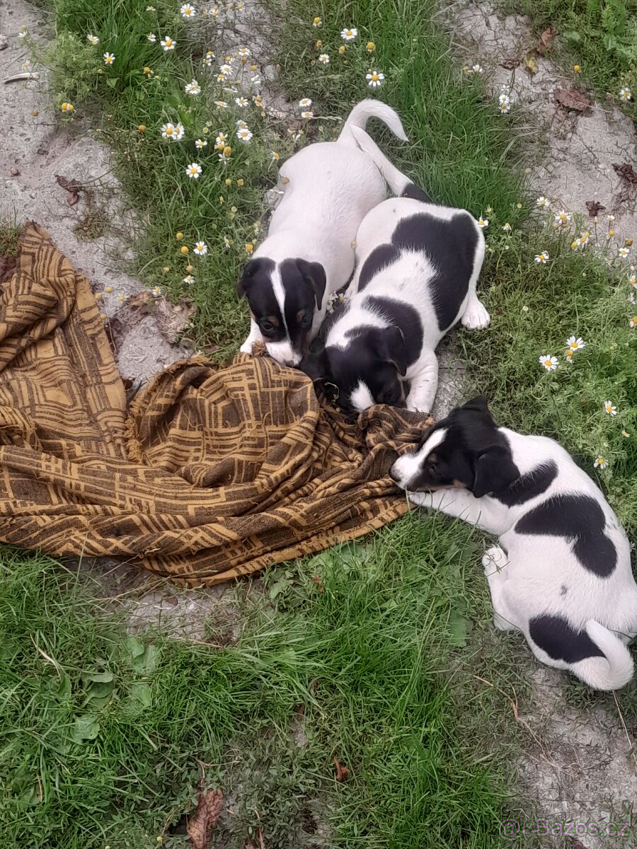 Jack Russell teriér