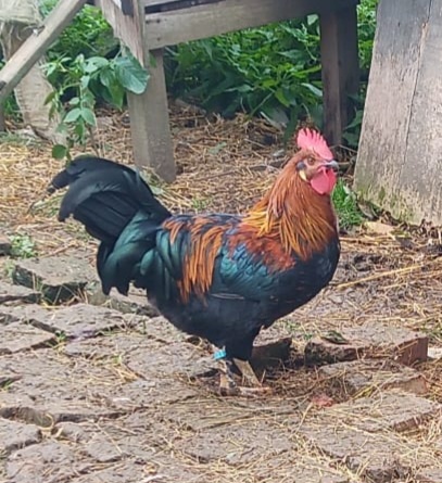 Prodám letošní kohouty