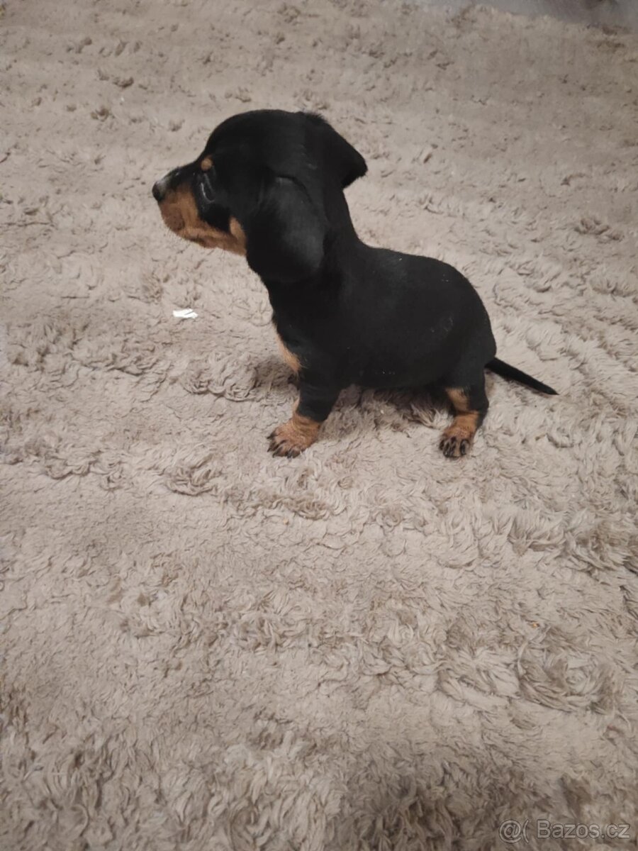 trpasličí jezevčík