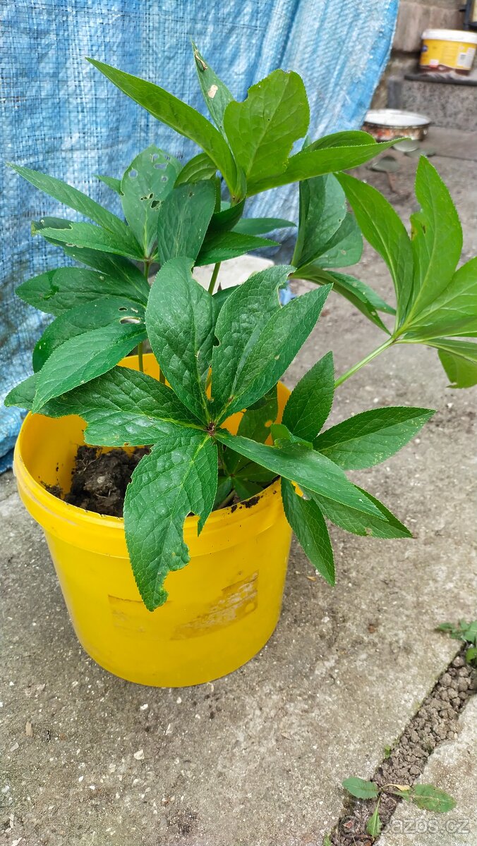 Nabízím odkopy trvalek